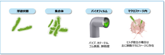 NTMの生息様式